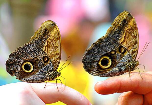 AnimalTwins10