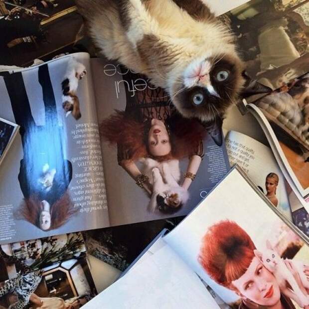Grumpy Cat за 2 года обогатила свою хозяйку на 100 миллионов долларов (20 фото)