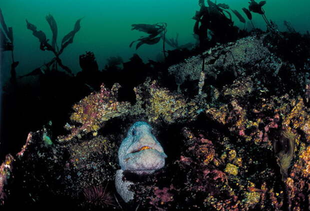 Подводные фотографии David Hall