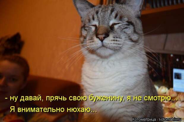 Котоматрица №33