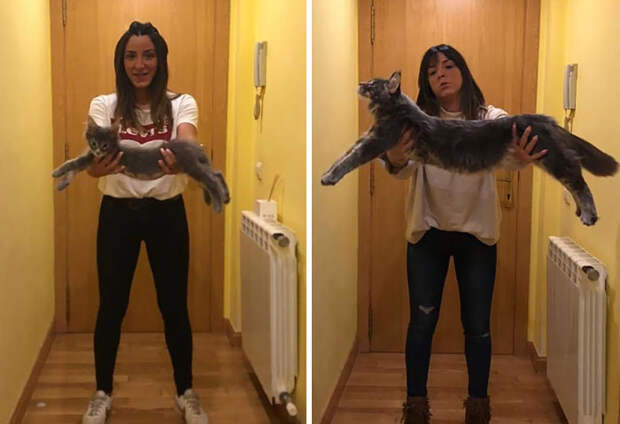 50 котят породы мейн-кун, которые ещё только ждут своего взросления