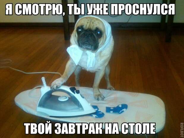 Смешные картинки с подписями катинки, прикол, юмор