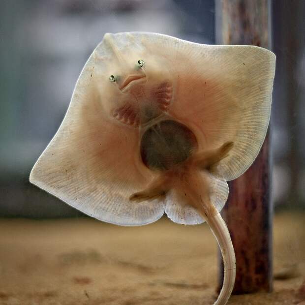 animalbaby26
