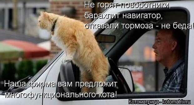 Лучшие котоматрицы недели (50 фото)
