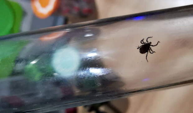 Замглавы Петрозаводска пообещал опубликовать список мест без клещей