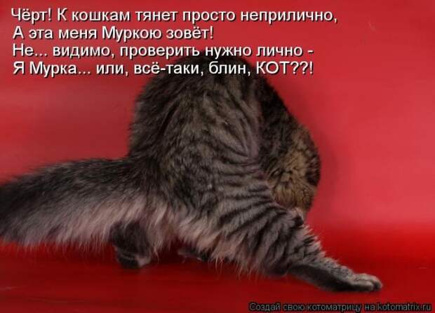 Прикольные и добрые котоматрицы на любой вкус и цвет(32 фото)