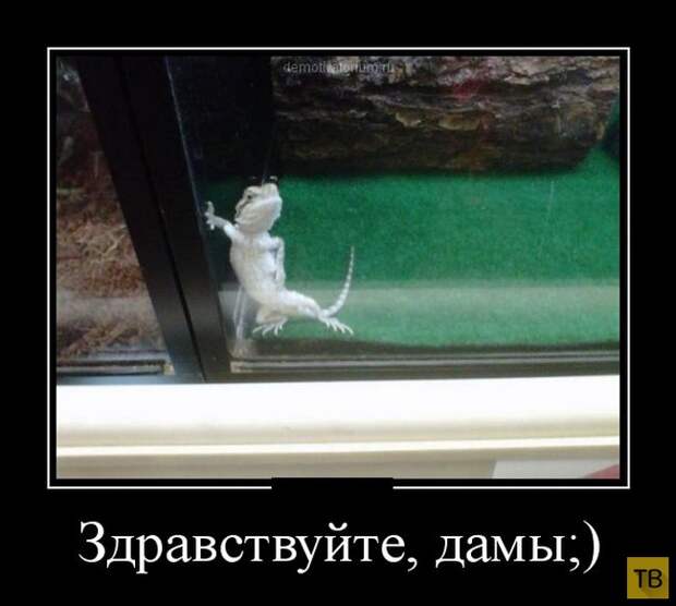 Демотиваторы от 27.02.2015 (32 фото)