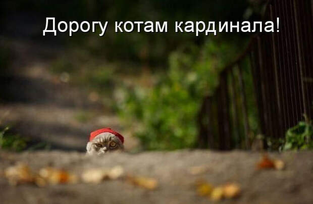 Смешные животные из КотоМатрицы (49 шт.)