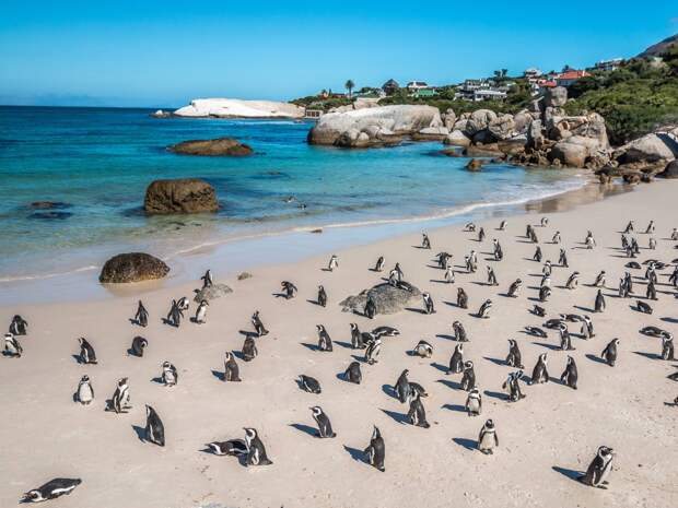 Boulders Beach Кейптаун, Африка К огромному пляжу стекаются толпы туристов со всего мира. Здесь сохранилось одно из последних поголовий африканских пингвинов — даже название говорит о том, что этот вид находится под угрозой исчезновения.