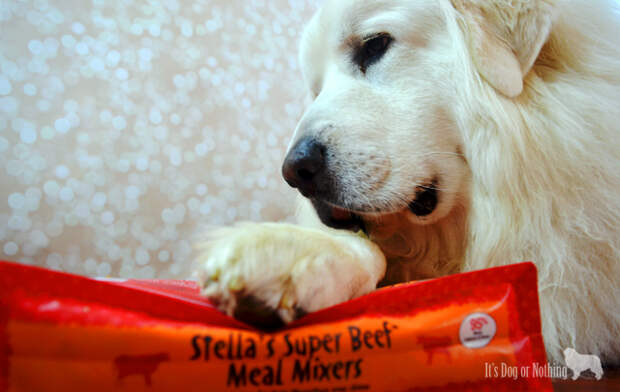 Need a healthy, yet delicious way to mix up your dog's meals? Try Stella & Chewy's Meal Mixers for a nutritional boost!