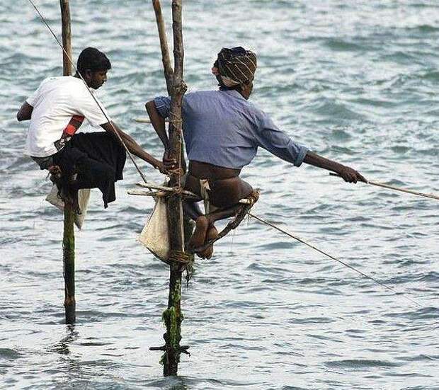 Рыбалка на шестах (Шри-Ланка) Рыбалка на шестах, природа, шри-ланка