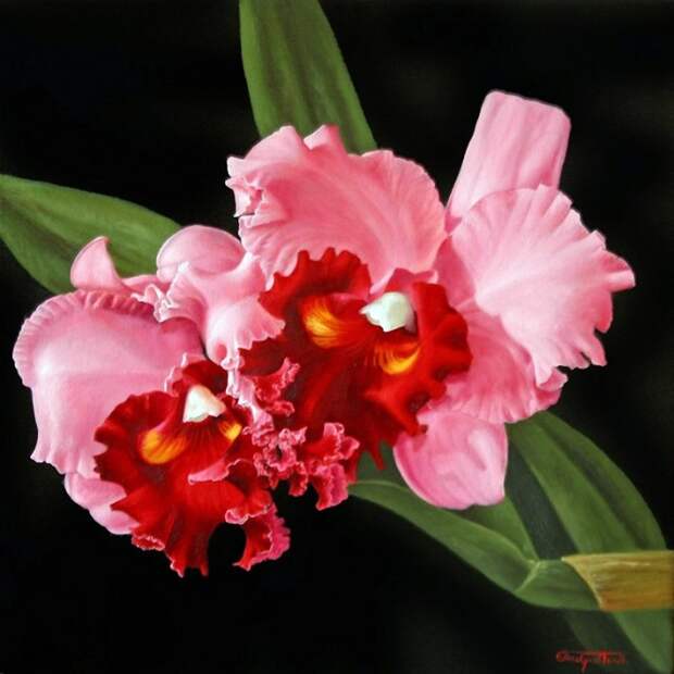 Орхидеи в картинах Elena Gualtierotti