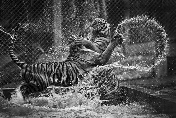 national-geographic-traveler-photo-contest-тигры