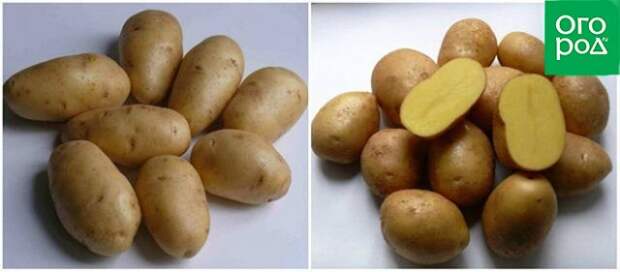 ранние сорта картофеля