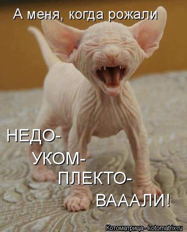 Свежий сборник котоматриц (34 шт)