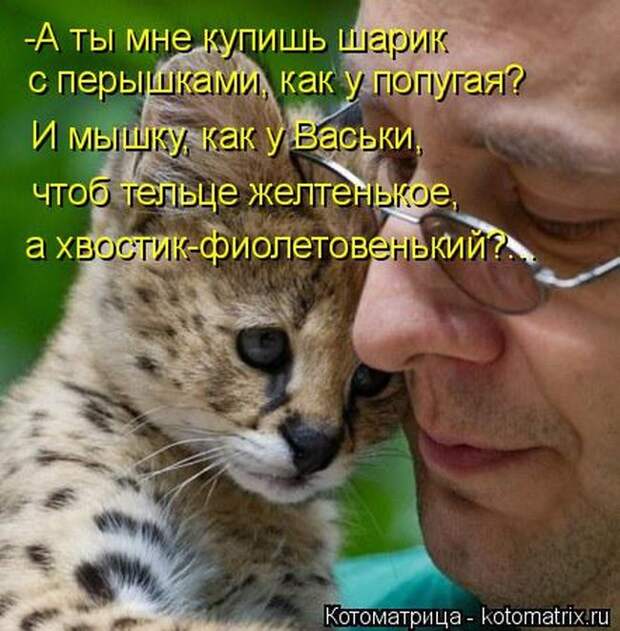 Лучшие котоматрицы недели
