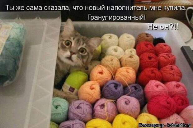 Лучшие котоматрицы недели
