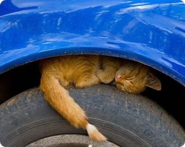 Уважаемые автомобилисты! авто, животные, коты, прикол, юмор