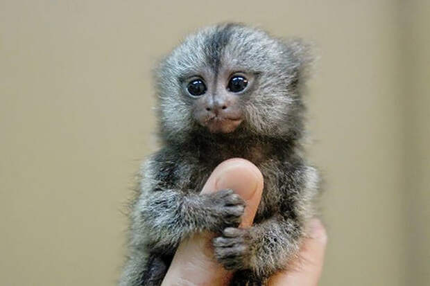 5. Самая маленькая обезьяна. животные, интересное, самые маленькие животные