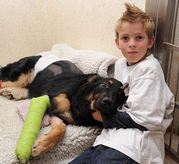 Верный пес спас мальчика от гибели под колесами грузовика