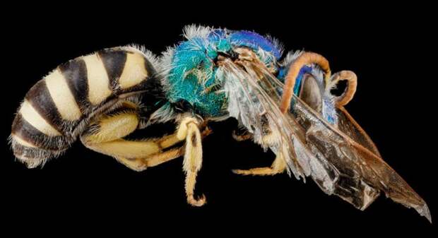 Agapostemon coloradinus