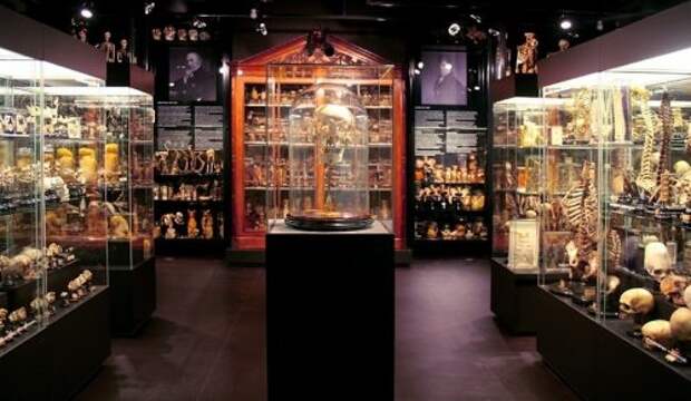 7 Странных музеев Амстердама 7 Странных музеев Амстердама