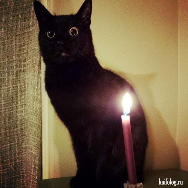 Смешные котики (55 фото)