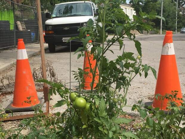 Канадцы вырастили помидоры в яме на дороге, чтобы привлечь внимание властей авто, асфальт, канада, коммунальщики, помидоры, ремонт дорог, торонто, яма