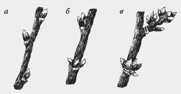 Как отличить плодовую почку. Абрикос плодовые и ростовые почки. Плодовые почки вишни. Плодовые почки на черешне. Ростовая почка черешни.