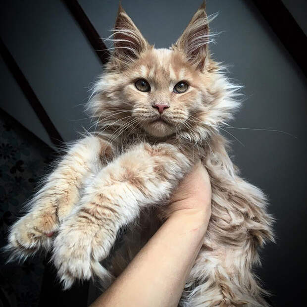 50 котят породы мейн-кун, которые ещё только ждут своего взросления