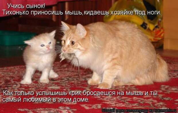 Котоматрица