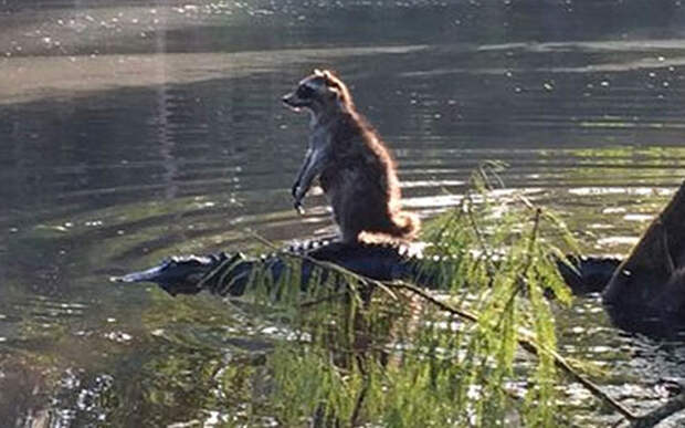 Животные в фотографиях