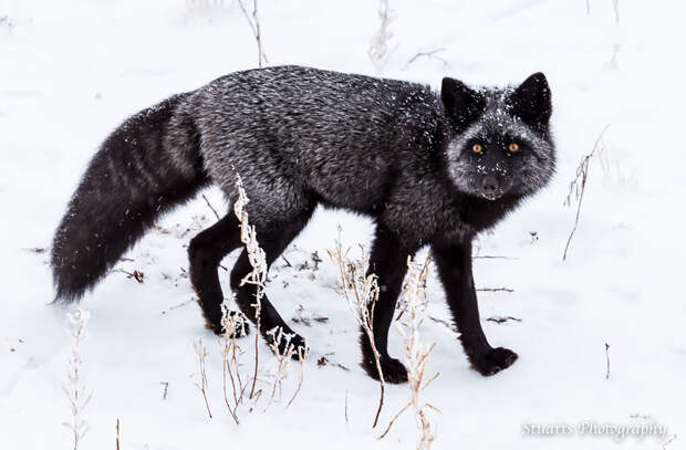 black-silver-fox-6.1