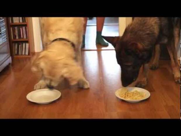 Golden Retriever And German Shepherd Dogs Have Spaghetti-Eating Competition