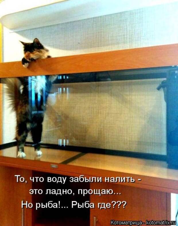 Еженедельная котоматрица (26 фото)