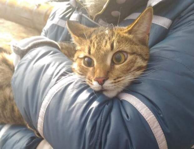 http://goodnewsanimal.ru/_nw/68/97797605.jpg