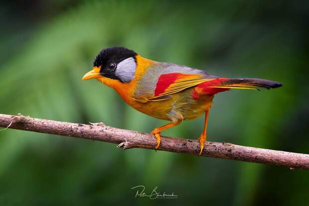 Красивые птицы на снимках Петра Бамбусека