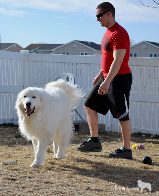 Great Pyrenees