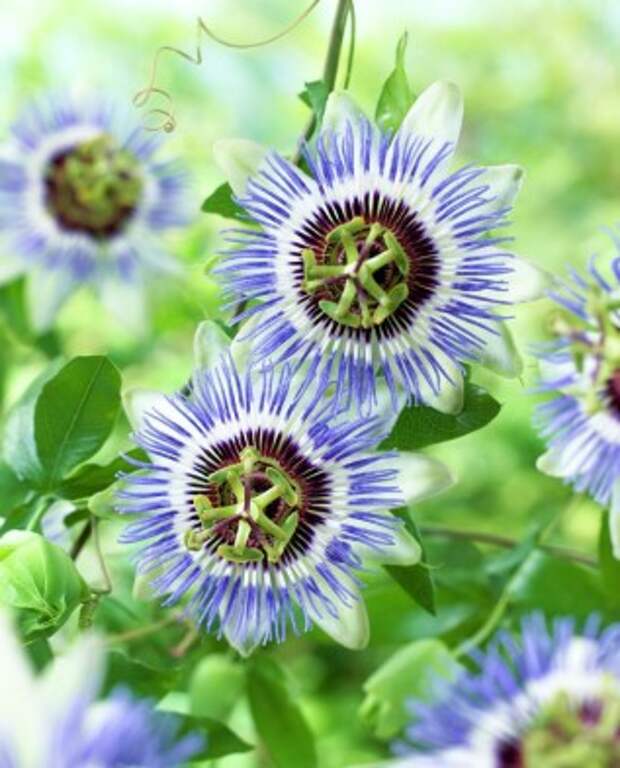 голубая пассифлора