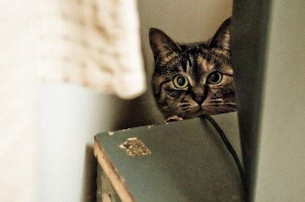 Коты, прятки, прячутся, смешное