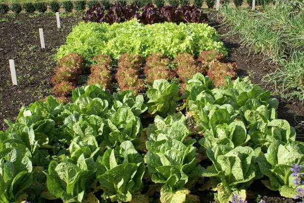 В конце лета можно вновь наполнить огород яркой, вкусной и полезной зеленью