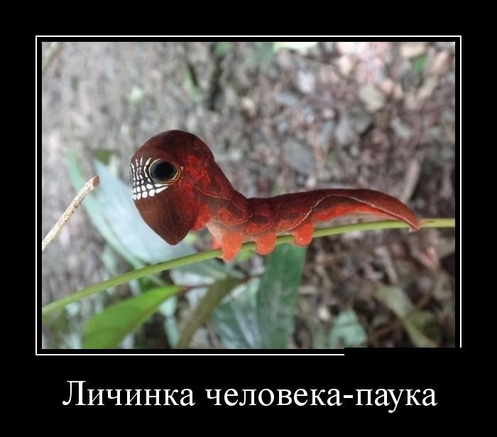 Весёлые демотиваторы - Вы будете улыбаться!
