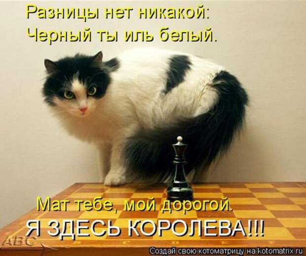 Котоматрицы(картинки с надписями)