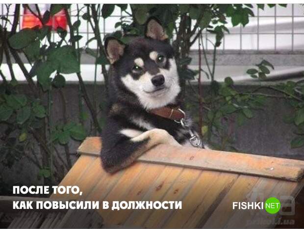 Да кто вы такие? Да кто вы такие? животные, юмор