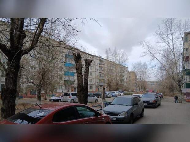 Читинцы возмущены обрезкой деревьев во дворе