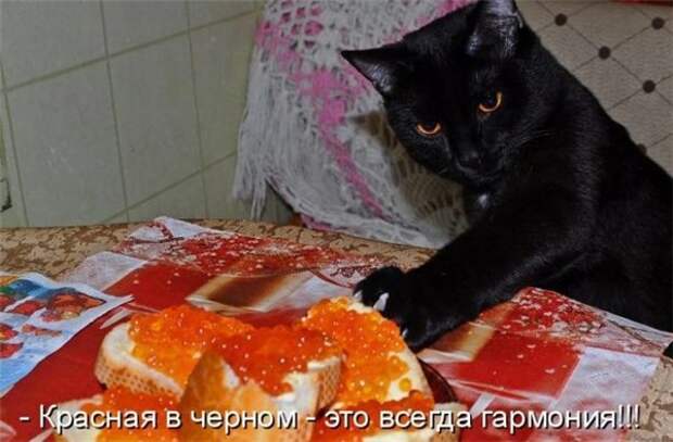Прикольные коты  (65 фото)