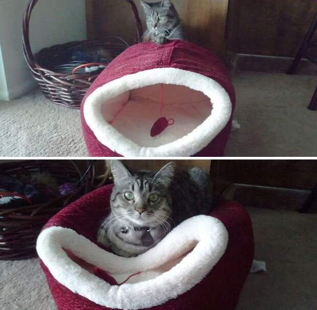 кошачья логика (2)