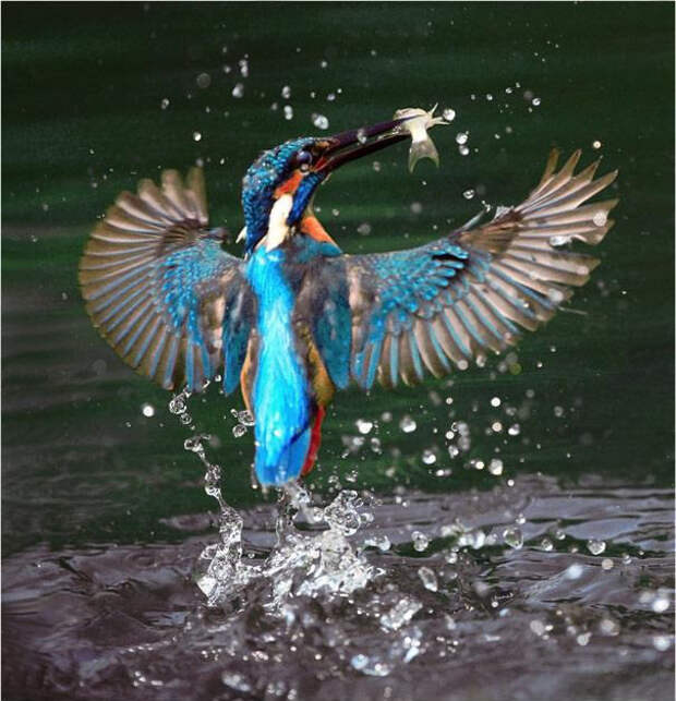 Захватывающие фотографии птиц Jihn&Fish (4)