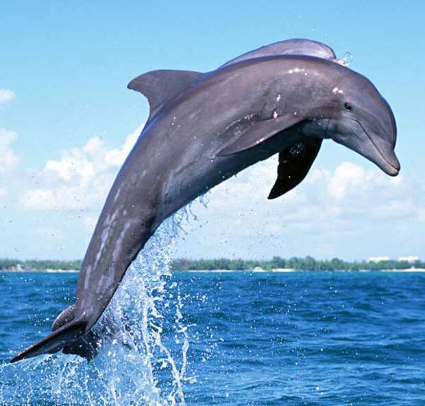 http://www.zoofirma.ru/images/stories/2012/06/02/afalina16.jpg