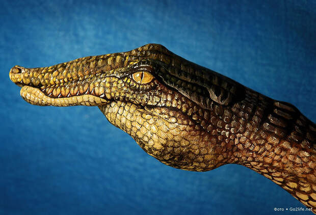 Hand Art: рисунки животных на руках
